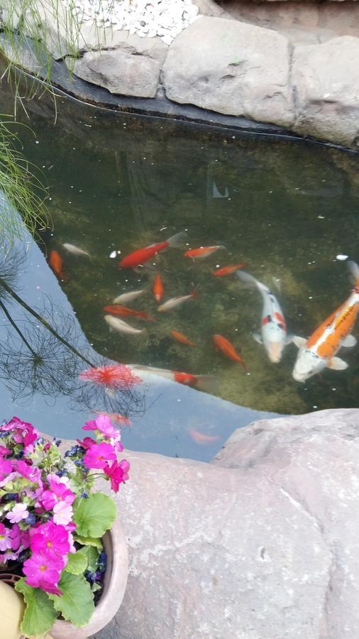 Pride Rock Accommodation ミデルバーグ エクステリア 写真